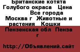 Британские котята Голубого окраса › Цена ­ 8 000 - Все города, Москва г. Животные и растения » Кошки   . Пензенская обл.,Пенза г.